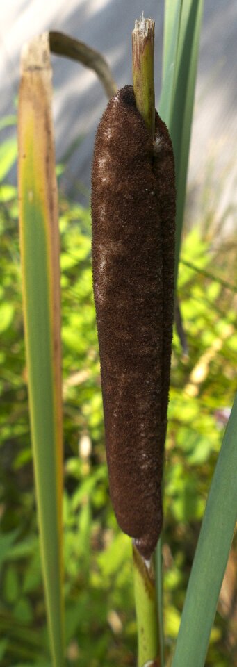 Marsh plant typha tube piston greenhouse