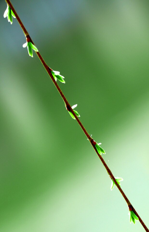 Willow germination switchgrass
