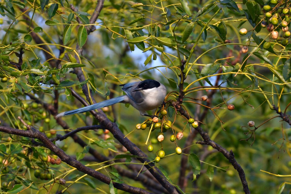 Bird branch the