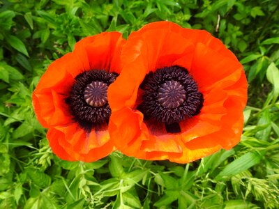 Poppy poppy flower carrot