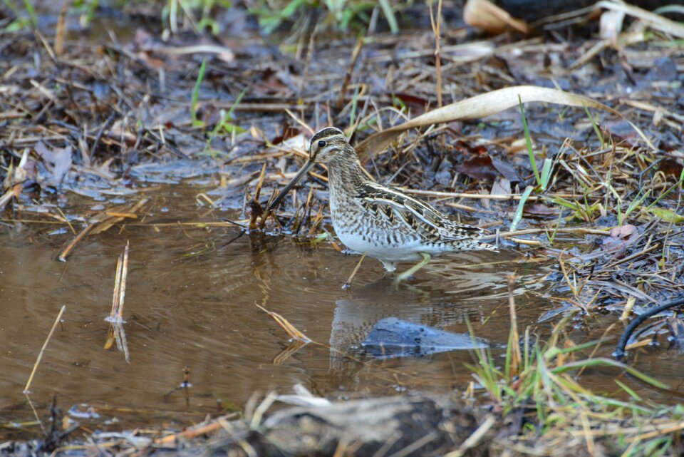 Outdoors bird system energy