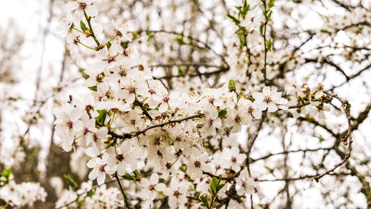 Flower tree plant