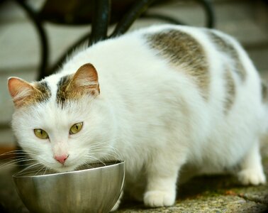 Animal pet kitten photo