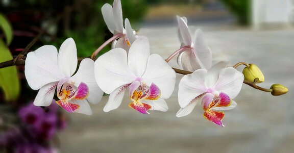 Flower flora tropical photo