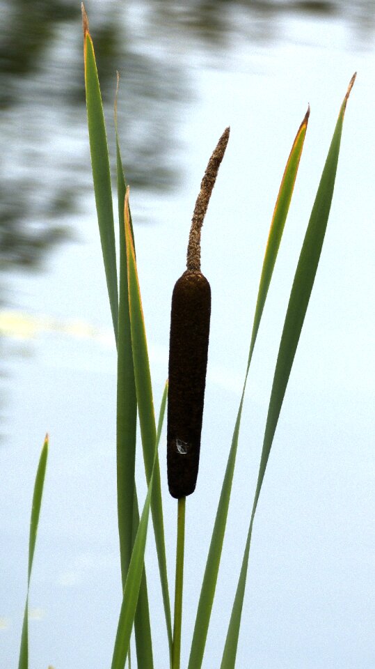 Marsh plant typha tube piston greenhouse