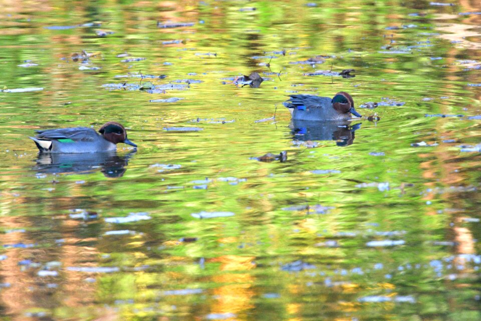 Waters wild animals teal
