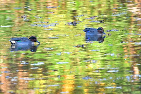 Waters wild animals teal photo
