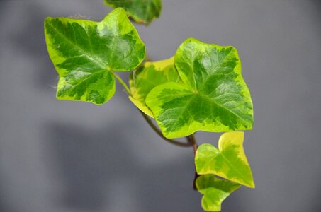 Creeper ivy green
