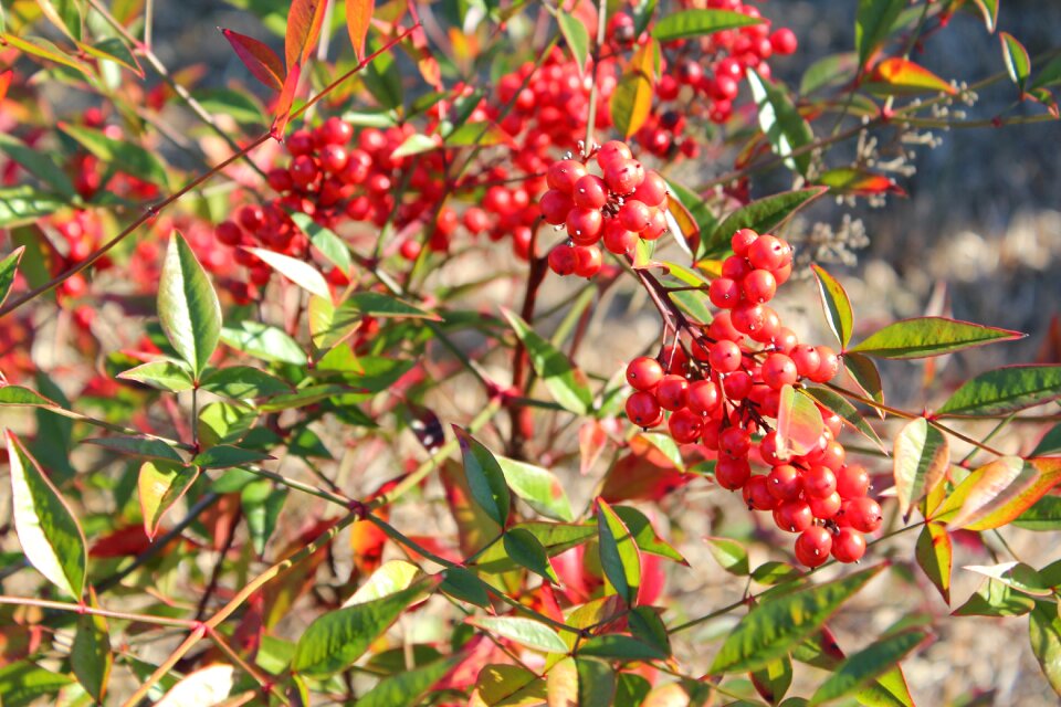 Fruit branch shrub