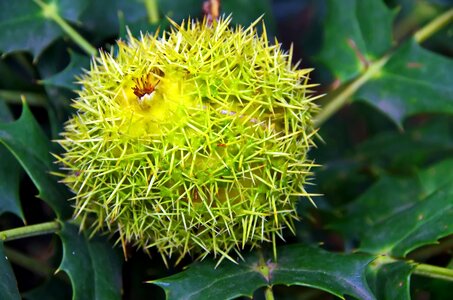 Fruit food spice