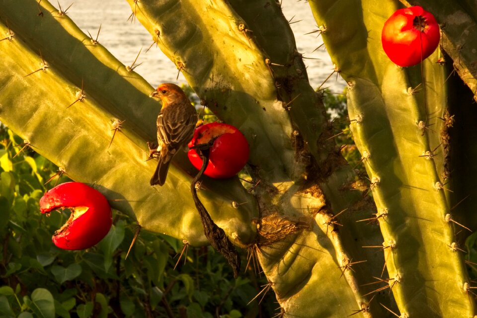 Cactus finch house finch