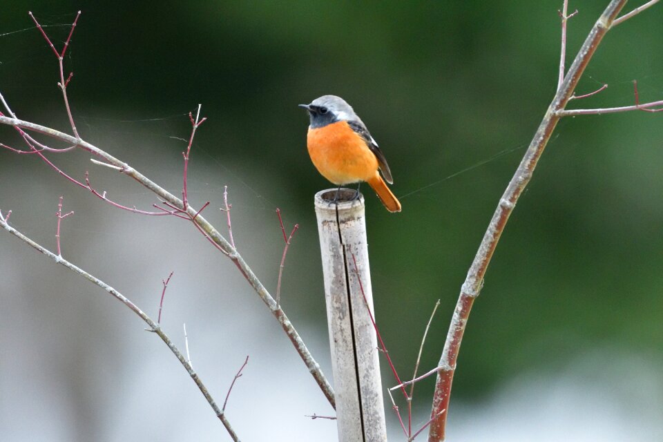 Outdoors animal a key