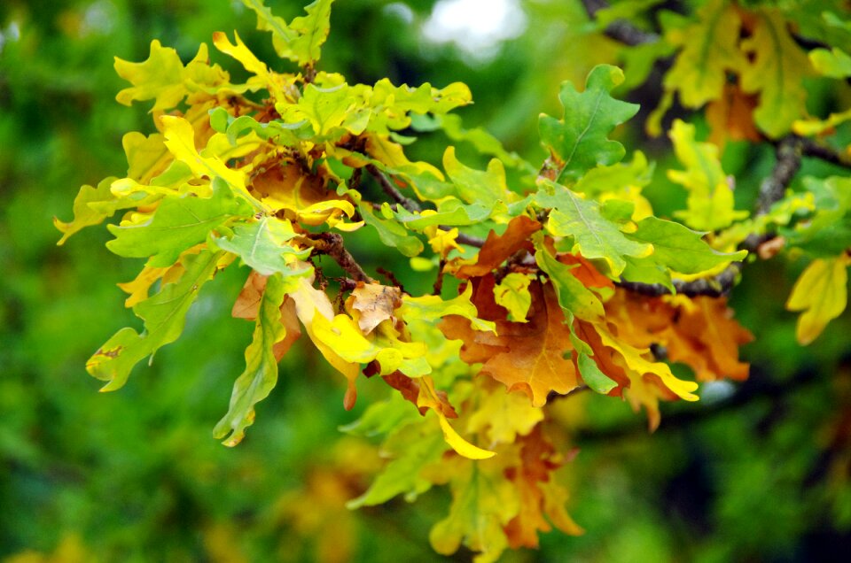 Color orange brown