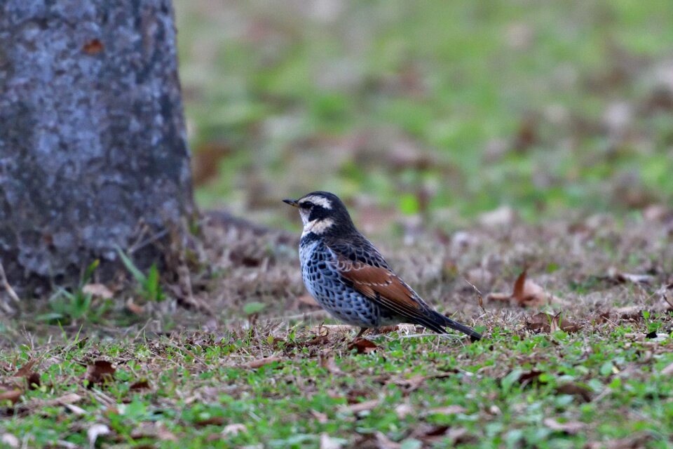 Animal outdoors thrush