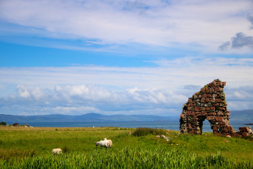 Scotland iona sheep