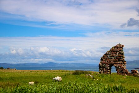 Scotland iona sheep photo