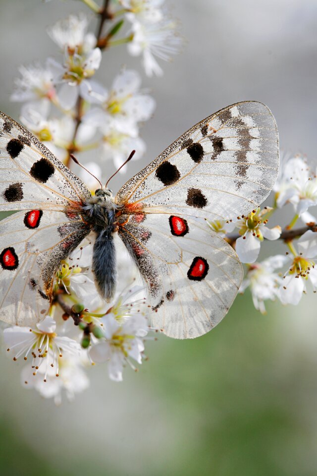 Butterflies insect protected