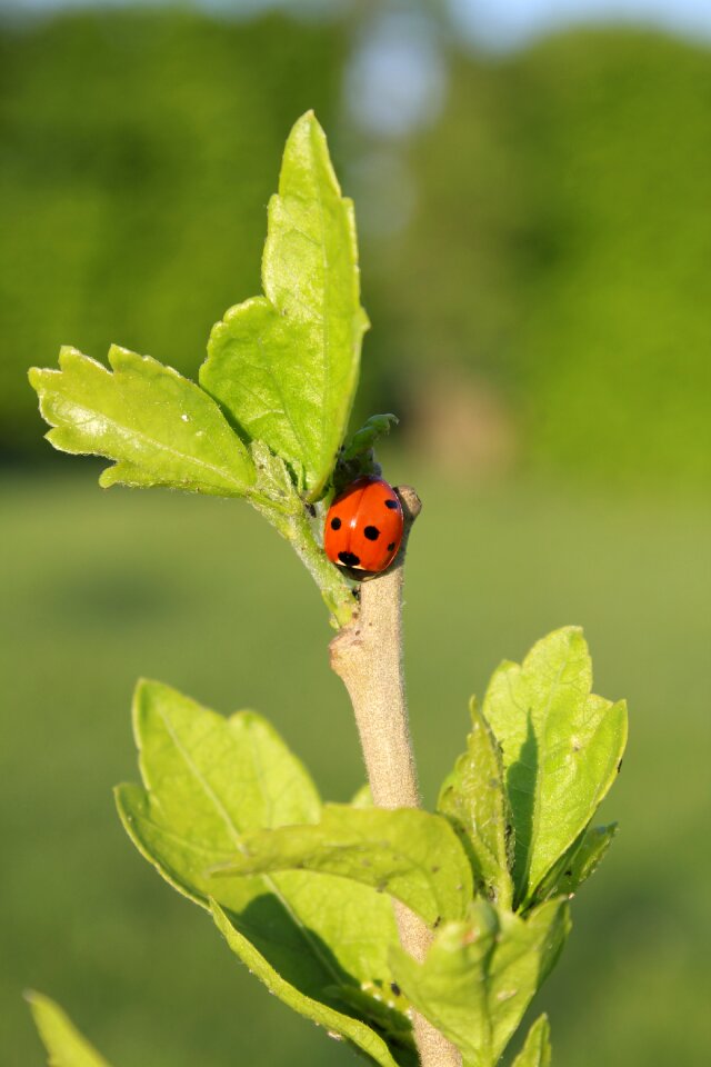 Plant growth biology