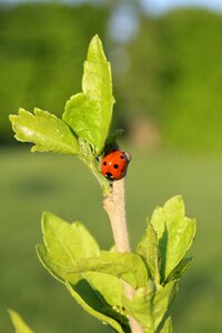 Plant growth biology