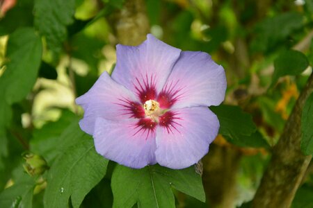 Nature garden flowering photo