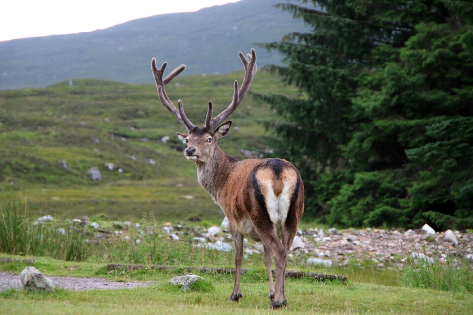 Scotland glencoe stag