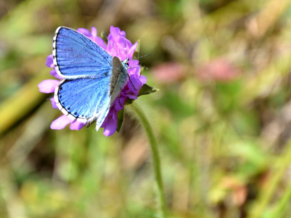 Common blue nature public record photo