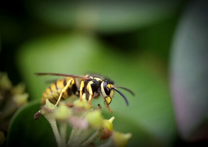 Animal world wasp pollination photo