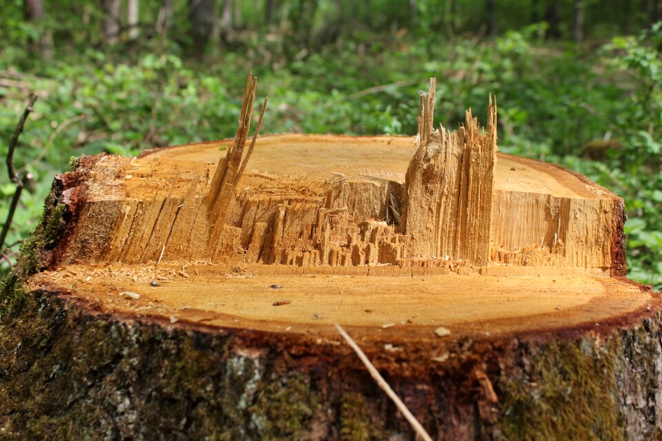 Tree woods chop wood