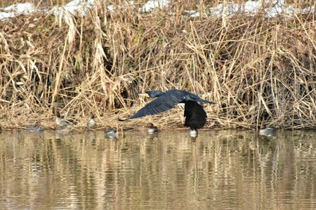 Grass bird wild birds photo