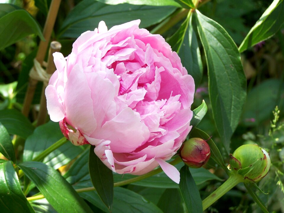 Nature pink pink peony