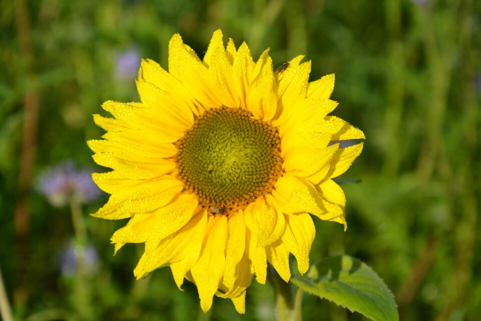 Nature garden yellow flowers