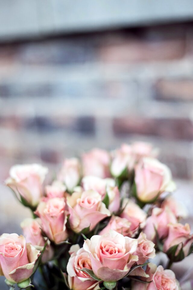 Stems stalks bouquet