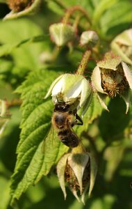 Food garden bee