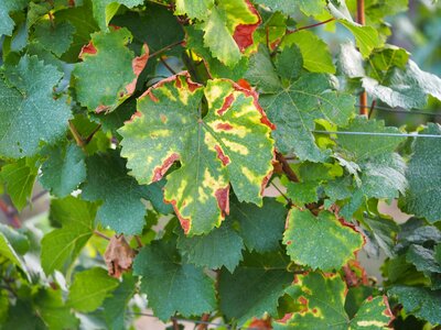 Wine vineyard leaves photo