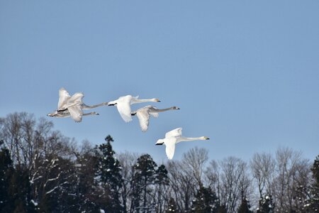 Wild birds waterfowl fields