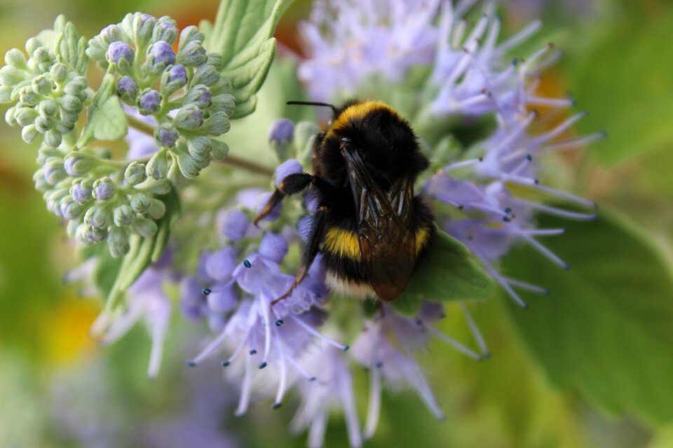 Bee insect solitary