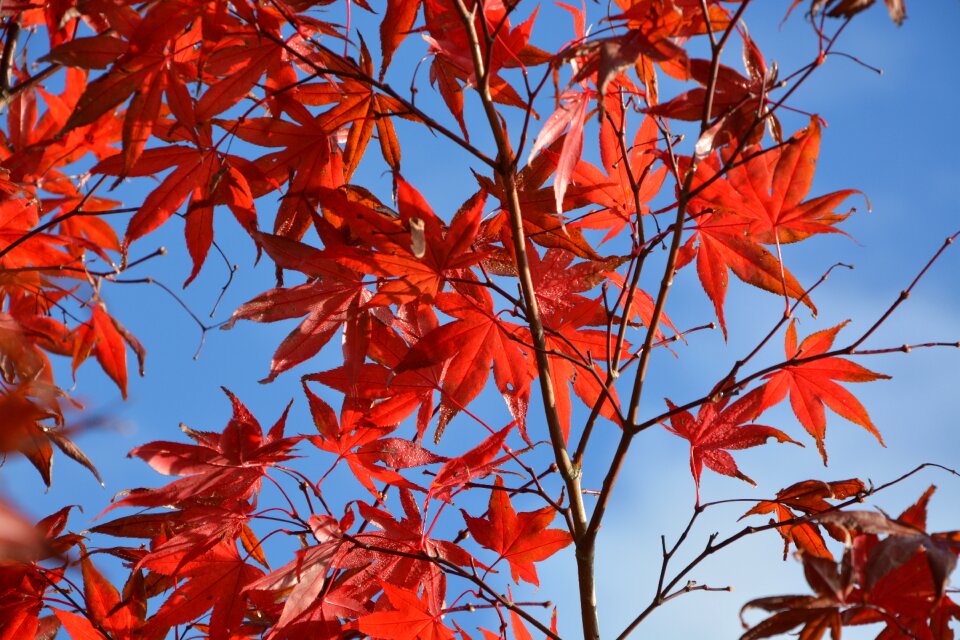 Blue sky fall nature