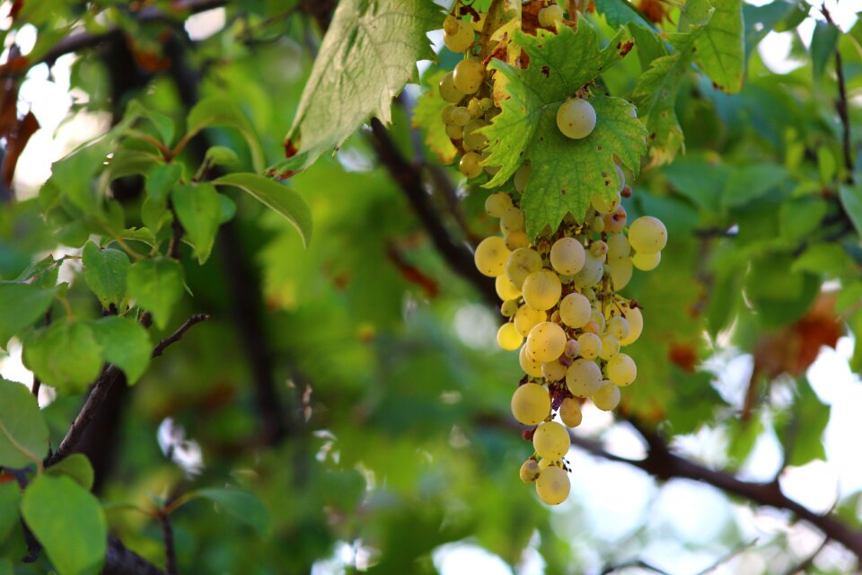Grapes autumn health