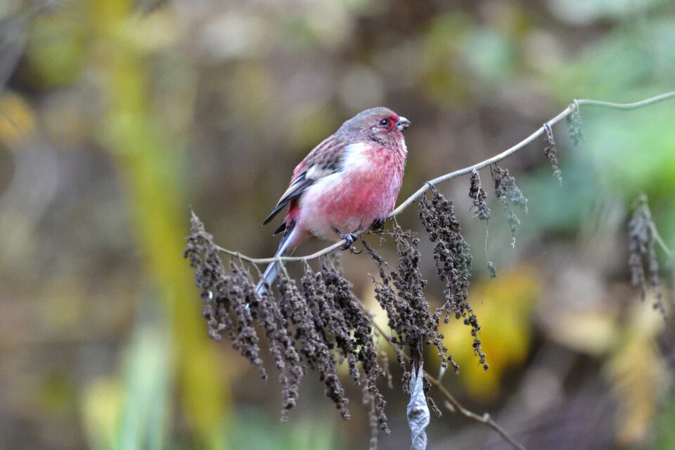Bird natural animal