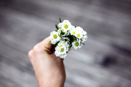 Leaves bouquet white photo