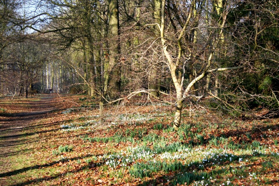 Garden winter walk