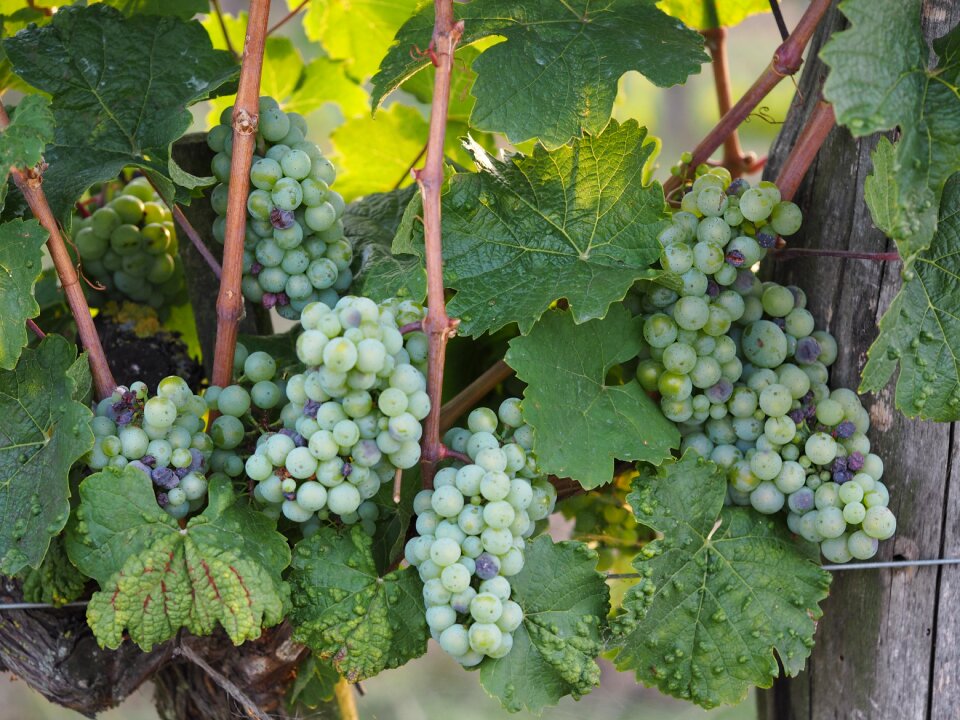 Grapes fruit winegrowing