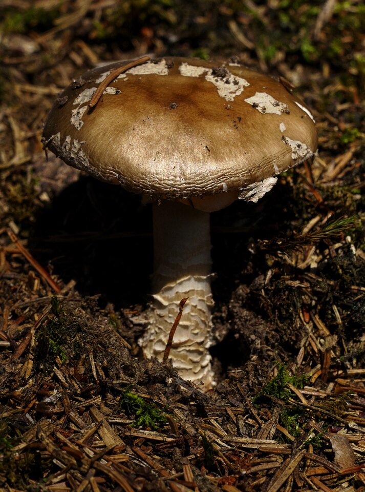 Forest floor screen fungus autumn sun photo