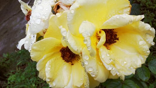 Yellow rose petals rose flower photo