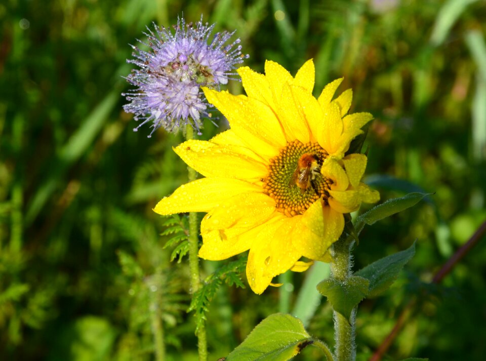 Petal yellow yellow flower