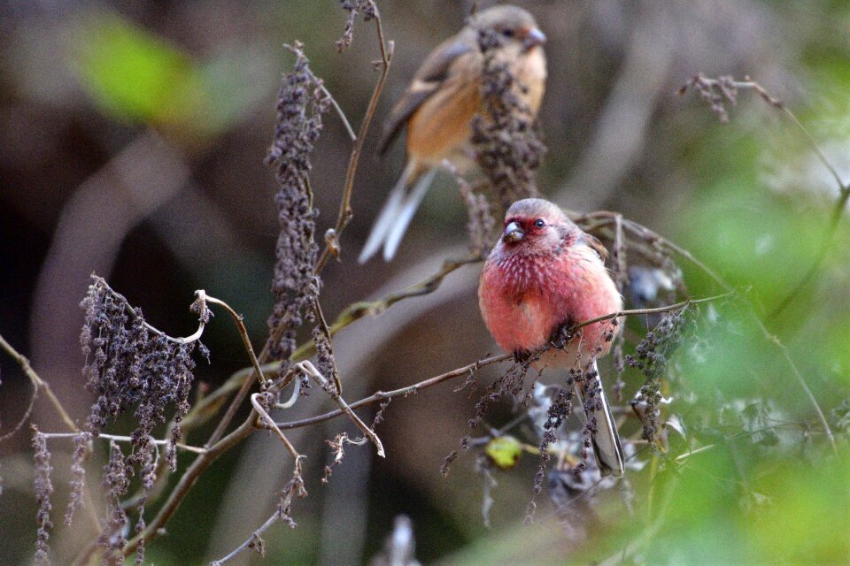 Bird natural animal