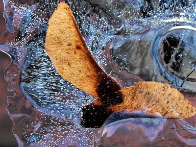 Seeds ice nature