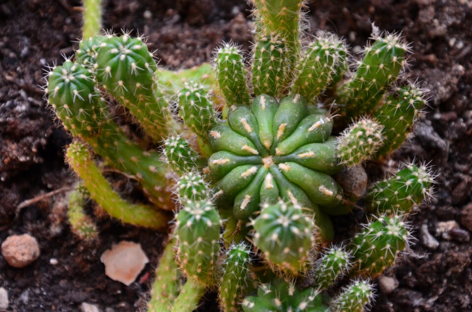 Succulent plant vase thorns