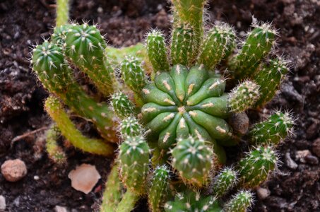 Succulent plant vase thorns