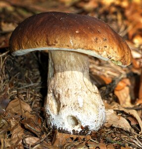 Common mushroom herrenpilz dickröhrling photo
